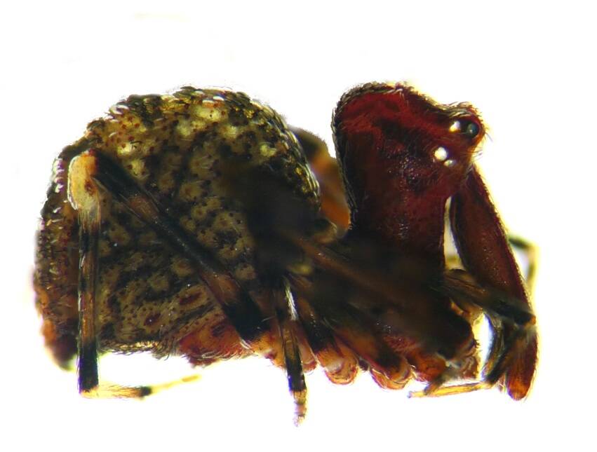 ASSASSIN SPIDER: This species of assassin spider - Zephyrarchaea austini - also referred to as a pelican spider, was only known to live in the Western River Wilderness Protection Area on Kangaroo Island. Photo: SA Museum ASSASSIN SPIDER: This species of assassin spider - Zephyrarchaea austini - also referred to as a pelican spider, was only known to live in the Western River Wilderness Protection Area on Kangaroo Island. Photo: SA Museum