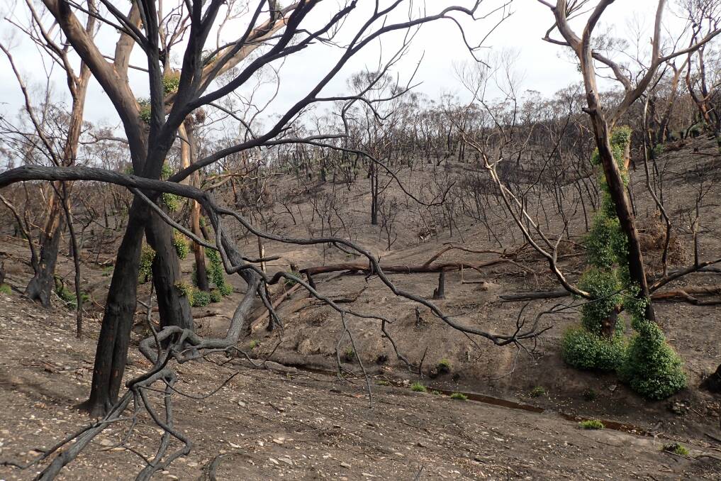 DECIMATED: Western River Wilderness Protected Area on Kangaroo Island after the bushfires of 2019/2020. Photo: SA Museum DECIMATED: Western River Wilderness Protected Area on Kangaroo Island after the bushfires of 2019/2020. Photo: SA Museum