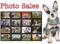 Queensland Country Life - Photo Sales