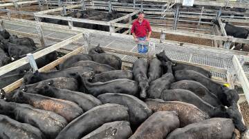 VENDOR: Paul O'Brien, Sunnyside, Dunrobin, sold 106 Angus steers, nine to 10 months, including 65 steers, 369kg, for 656c/kg.