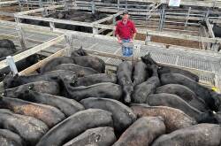 VENDOR: Paul O'Brien, Sunnyside, Dunrobin, sold 106 Angus steers, nine to 10 months, including 65 steers, 369kg, for 656c/kg.