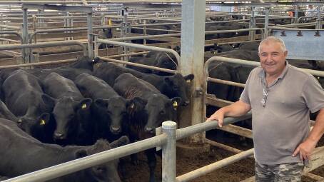 SALE-O: Phil Callus, Calview Pastoral, Laceby, sold 26 Angus heifers, 10-11 months, Scott's and Ardrossan blood, 351kg, for $2370 or 675c/kg.