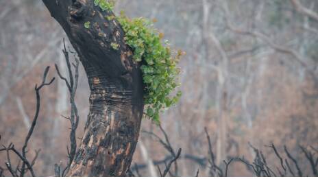Sign up to receive our weekly climate email Green Shoots