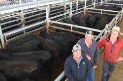 BIG LINES: Major vendor at the Mortlake feature female sale Stuart Hann, Nampara, Lucindale, SA (centre) flanked by agents Jamie Bellinger, Bellinger Rural, Schubert Falls, and Ben Gregory, Elders Naracoorte, SA, with some of the 236 PTIC weaners that sold to $4000.