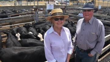 SOLD: Carol and Cam Emerson, Alva Downs, Coleraine, presented a line of 33 Angus/Simmental-cross heifers, 328kg, that sold for 698c/kg, or $2289.