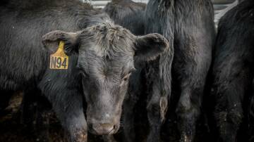 GOOD OPPORTUNITY: Cattle offered at the north-east's weaner sales will offer good weights, despite tough seasons. Photo: Laura Ferguson.