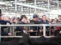 HIGH EXPECTATIONS: The 2020 weaner sales series in southern Australia will set the precedent for the year's beef cattle market.