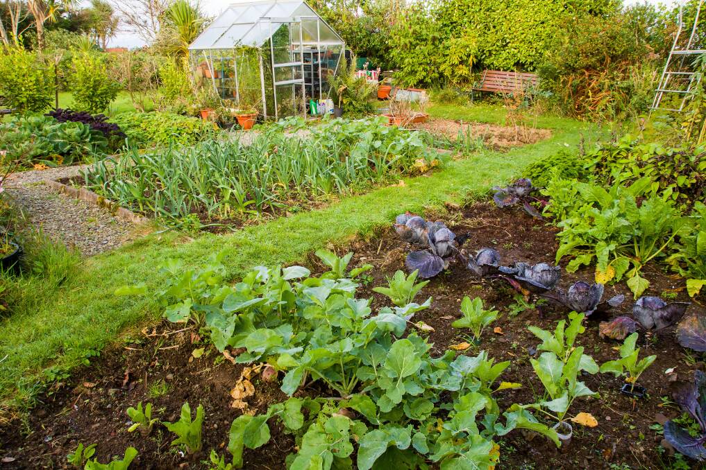 PERFECT TIME: Now is the ideal time to get into your veggie patch and start growing your own delicious food. Photo: Shutterstock PERFECT TIME: Now is the ideal time to get into your veggie patch and start growing your own delicious food. Photo: Shutterstock