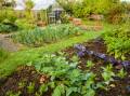 PERFECT TIME: Now is the ideal time to get into your veggie patch and start growing your own delicious food. Photo: Shutterstock