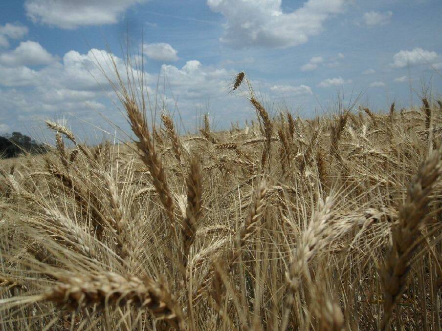Roughly a third of the US wheat crop is considered in good-to-excellent shape, while about three-quarters of the French crop is reportedly in the same condition. Roughly a third of the US wheat crop is considered in good-to-excellent shape, while about three-quarters of the French crop is reportedly in the same condition.