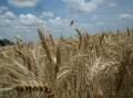 Roughly a third of the US wheat crop is considered in good-to-excellent shape, while about three-quarters of the French crop is reportedly in the same condition.