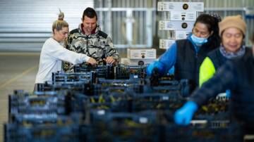 "If we don't pick it, it's wasted, money lost": Sheree and Adam Gallace have developed some smart strategies to avoid waste and boost productivity for their business.
