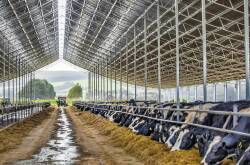 Contented cows: After just a few weeks of this Victorian dairy's cows living in the Ridgeback™ cow barn production improvements are already on track to reach the farm's goals. Picture: Supplied