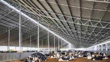 The first national Dairy Feedpads and Contained Housing Guidelines has been developed by Agriculture Victoria and Dairy Australia. Picture: Supplied