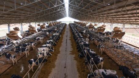 Calmo farms features a 250-metre-long by 36-metre-wide, 18-degree roof pitch Entegra shed, retrofitted with a US free-stall barn design. Picture: Supplied