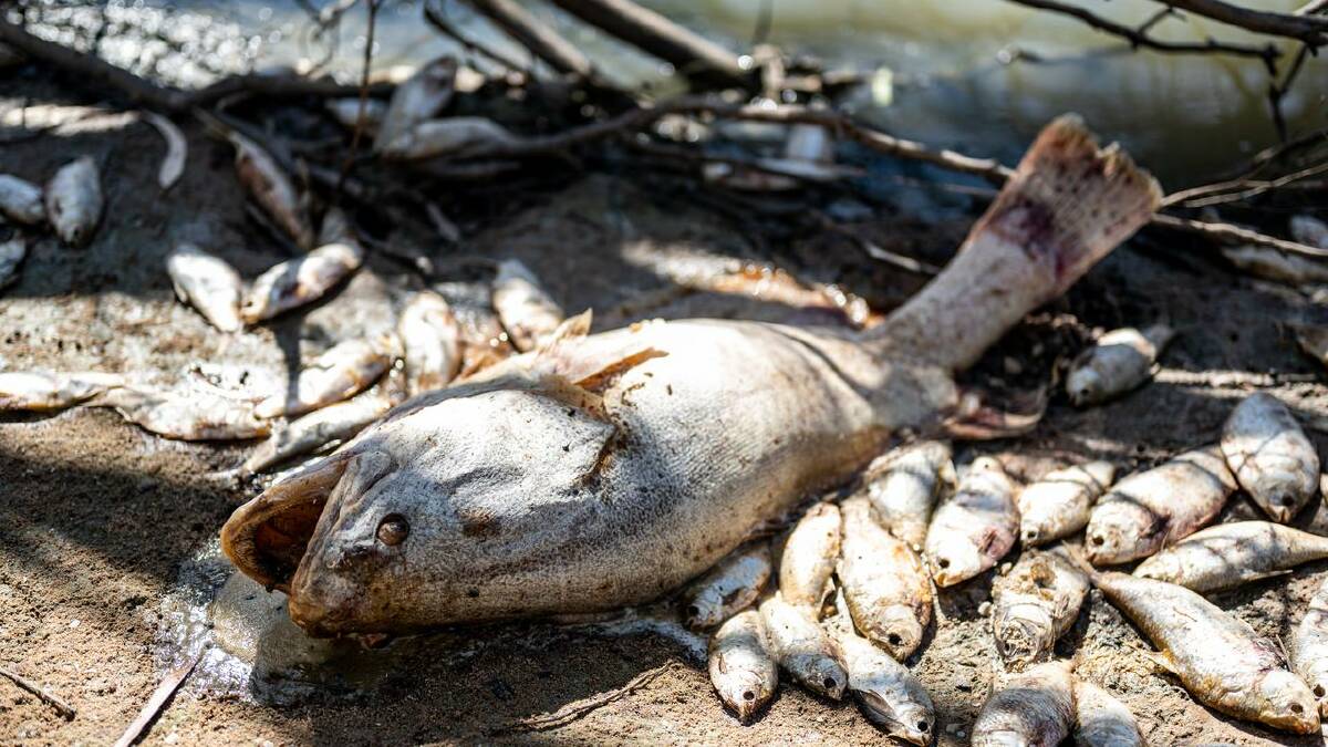 Water quality problems have risen in the Murray Darling Basin, leading to mass fish deaths. (Samara Anderson/AAP PHOTOS) Water quality problems have risen in the Murray Darling Basin, leading to mass fish deaths. (Samara Anderson/AAP PHOTOS)