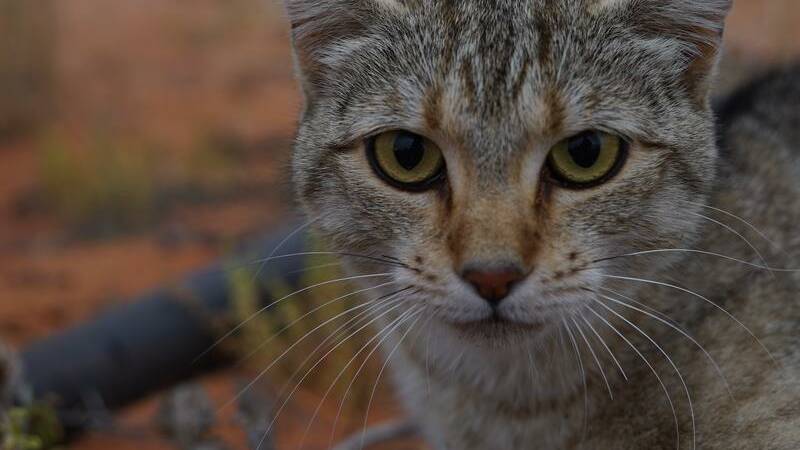 Domestic cats in residential areas can be far more destructive to wildlife than feral cats. Domestic cats in residential areas can be far more destructive to wildlife than feral cats.