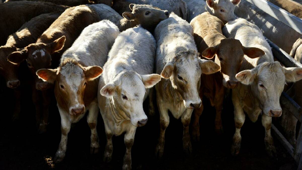 Cattle producers don't expect to see a rush to import American beef to Australia. (Dan Peled/AAP PHOTOS) Cattle producers don't expect to see a rush to import American beef to Australia. (Dan Peled/AAP PHOTOS)