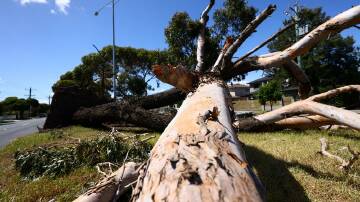 The wild weather east of Melbourne in February easily uprooted trees.