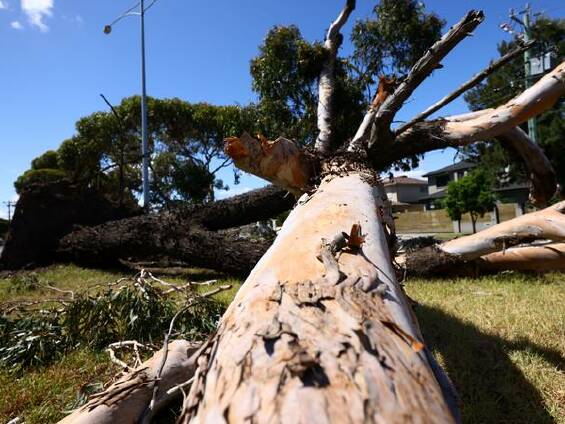 The wild weather east of Melbourne in February easily uprooted trees.