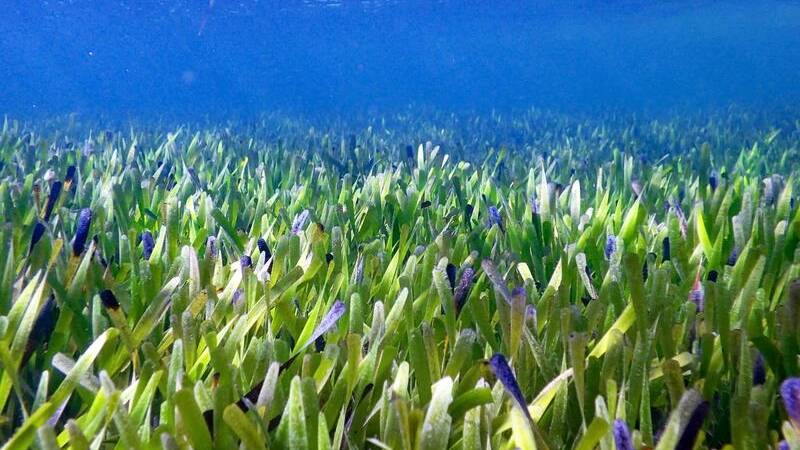 Seagrass beds are critical ecosystems but scientists warn they are under increasing pressure. (PR HANDOUT IMAGE PHOTO) Seagrass beds are critical ecosystems but scientists warn they are under increasing pressure. (PR HANDOUT IMAGE PHOTO)