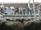 Michael Unthank leads the BUR team at Barnawartha during the annual 2018 calf sales.