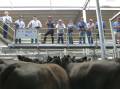 Michael Unthank leads the BUR team at Barnawartha during the annual 2018 calf sales.
