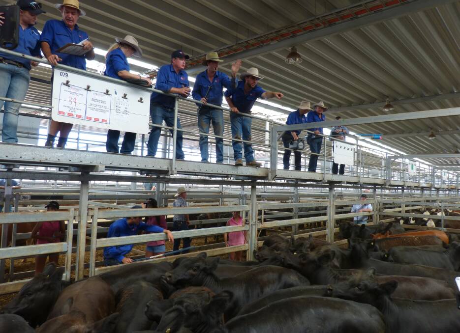 Corcoran Parker auctioneer, Justin Keane, sells this quality pen of 39 Webb's & Brewer's Black Simmental heifers for $1030, Wednesday. Competition was strong and prices reflected this demand. Corcoran Parker auctioneer, Justin Keane, sells this quality pen of 39 Webb's & Brewer's Black Simmental heifers for $1030, Wednesday. Competition was strong and prices reflected this demand.