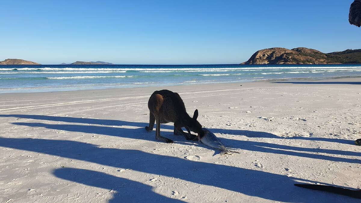 FISH & SKIPS: Everyone knows the tune so sing along with me, "Skippy, Skippy, Skippy, the Beach Kangaroo..."