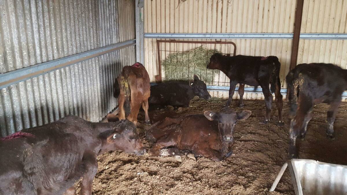 The calves were purchased for $65 each. The calves were purchased for $65 each.