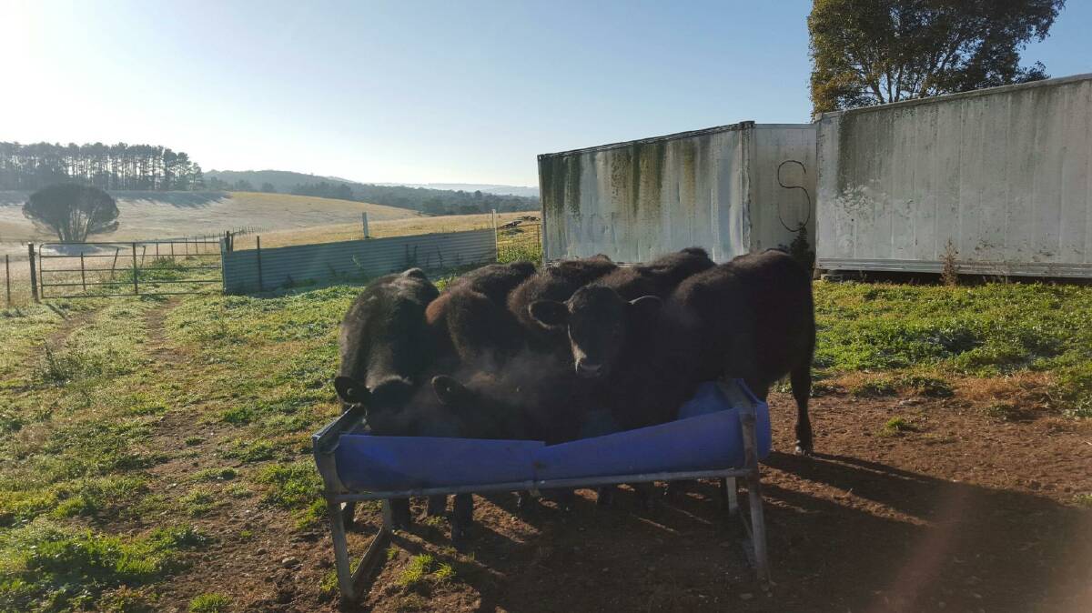 The super cow who raised fire-affected calves The super cow who raised fire-affected calves