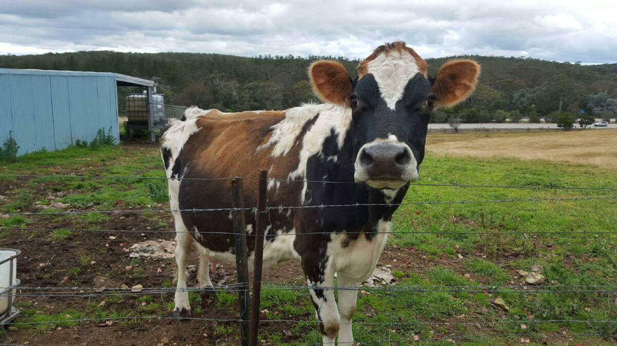 Anna the super cow raises at least four calves at a time including a mob of steers that survived bushfires earlier this year. Anna the super cow raises at least four calves at a time including a mob of steers that survived bushfires earlier this year.