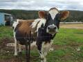 Anna the super cow raises at least four calves at a time including a mob of steers that survived bushfires earlier this year. 