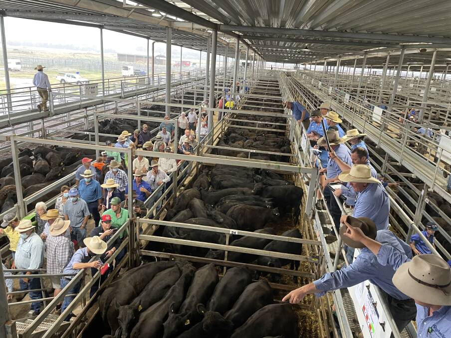 The quality of the yarding was exceptional at Wodonga on Wednesday. Photo: Karen Bailey