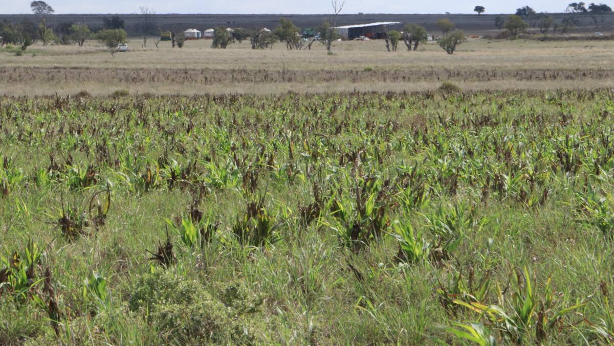 There is 541 hectares of self-mulching black soils open downs country, which has been cultivated. There is 541 hectares of self-mulching black soils open downs country, which has been cultivated.