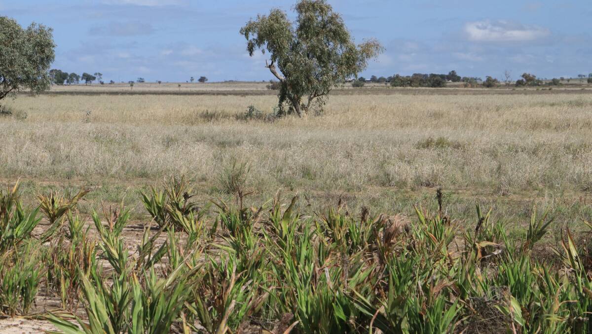 RAY WHITE RURAL: Mount Abundance property Brolga will be auction online by Ray White Rural on July 1. RAY WHITE RURAL: Mount Abundance property Brolga will be auction online by Ray White Rural on July 1.