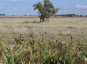 RAY WHITE RURAL: Mount Abundance property Brolga will be auction online by Ray White Rural on July 1.