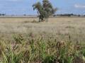 RAY WHITE RURAL: Mount Abundance property Brolga will be auction online by Ray White Rural on July 1.