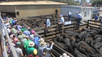 Beef weaner sales set to begin