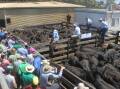 Beef weaner sales set to begin