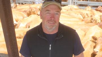 Herefords shine at Hamilton on Day 3