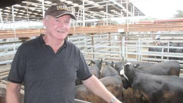 Andrew Mibus, Bridgewater sold his Sandy Camp Hereford and Black baldy heifers.