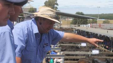 Auctioneer Craig Pertzel adds up the bids on the Day-one Hamilton Angus steer sale